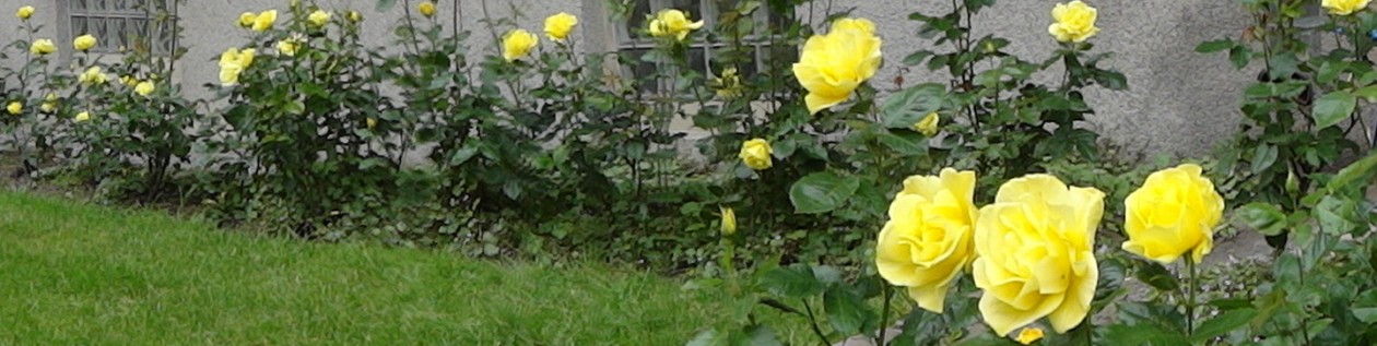 Bigarråträdet 9, John Ericssonsgatan 5, Stockholm